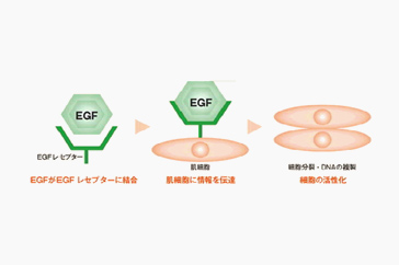 EGFと受容体